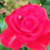 grace_r21